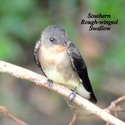 Southern Rough-winged Swallow